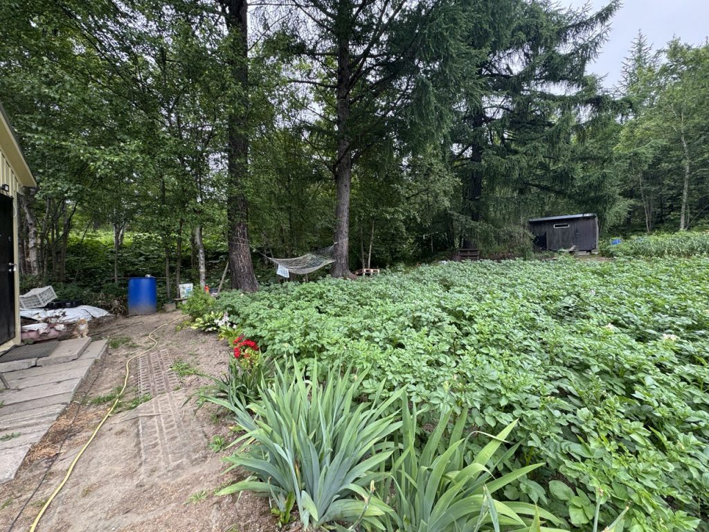 Участок с лесом